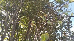 Рябина (чёрная)  привитая на иргу.