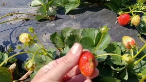 Хадемар - супер урожайний сорт