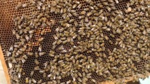 Пчеловодство - Осмотр роя 2025