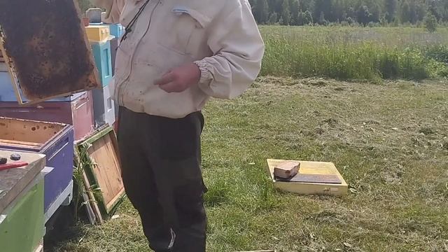 Поймал свой Рой в свою ловушку #пчеловодство #bee #workerbee # смотреть онлайн