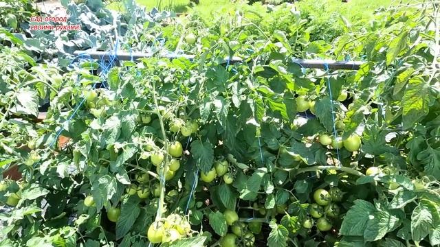 Так выглядит начало болезни на томатах! Спасаем низко? смотреть онлайн