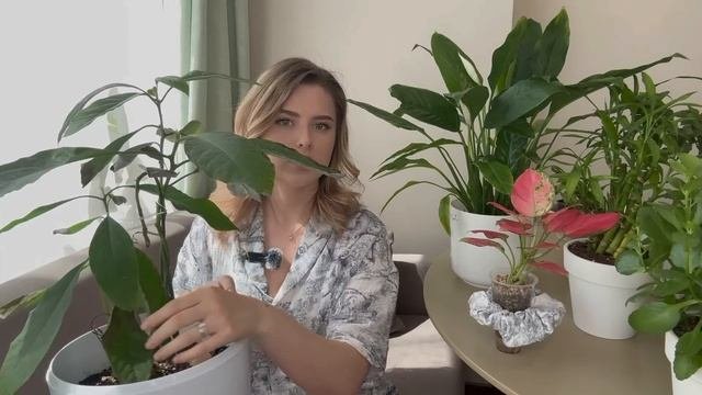 Моя коллекция комнатных растений 🌿