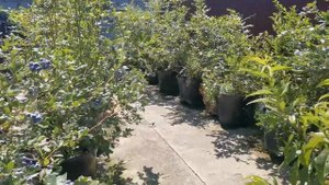 Голубика сорт Чандлер  5-6лет Обзор первый год плодонош