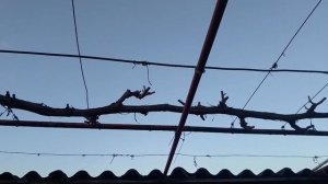 Кишмиш Юпитер на арке после зимовки. Короткая обрезка