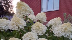 Новые поселенцы в моём саду Планы на будущий сезон🌺🌲🌹#сад#жизньзагородом