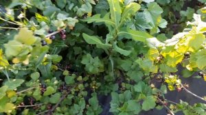 Обзор и дегустация черной смородины. Черный бумер, эбо