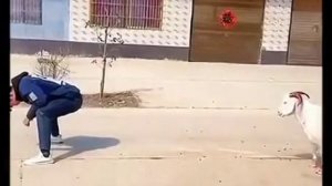 Переиграл.mp4