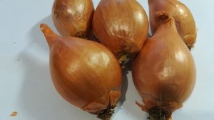 Лук шалот квочка видео 15