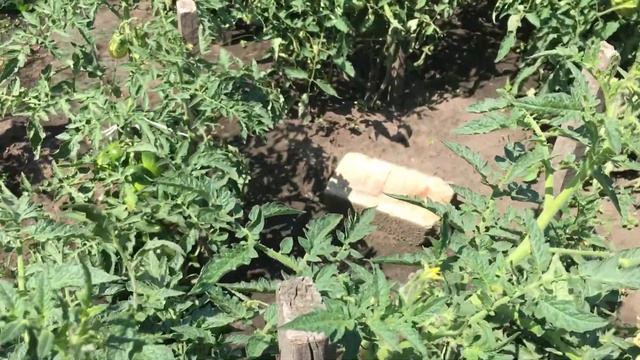 Обзор низкорослых томатов в ОГ часть 1 смотреть онлайн