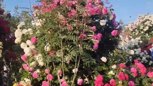 Розы Пале Рояль и Цикламен Пьер.