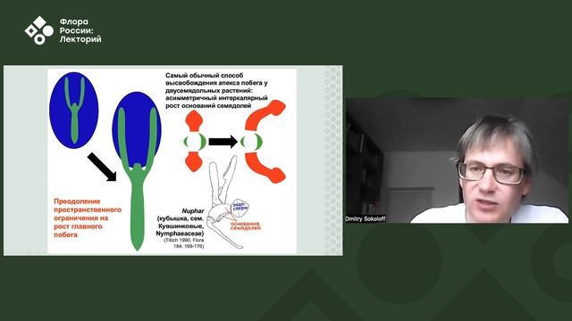 Крошечные родственники кувшинок из семейства Hydatellaceae смотреть онлайн