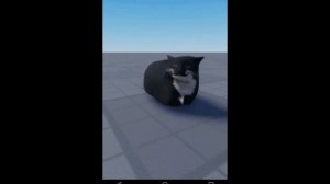 Максвелл 🐈🖤