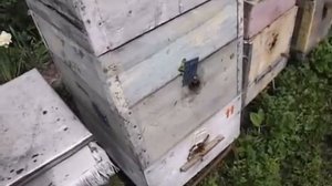 особенности двухкорпусного содержания пчел - часть 1