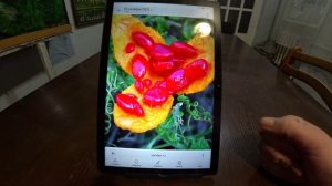 Экзотика в нашем саду. Момордика.