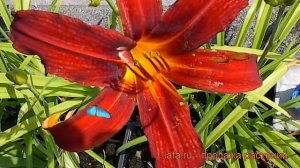 Лилейник гибридный Кримсон Пират (hemerocallis) 🌿 обзор: ка?