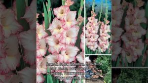 Сорта гладиолусов