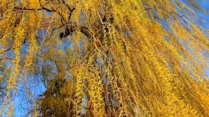 Футаж Весенняя Ива в Лучах Солнца. Футаж Листья Распус