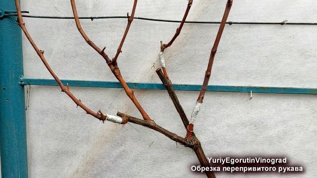 🍇 Как ОБРЕЗАТЬ ПЕРЕПРИВИТЫЙ куст ВИНОГРАДА. Жду Ваши смотреть онлайн
