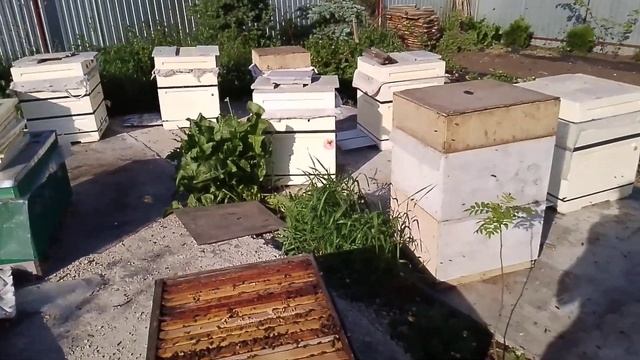 Изоляция маток по методам Каленова. Даем наличие личи?