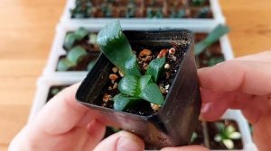 Самые редкие и самые дорогие растения.