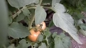 Томат Зульфия на второй оборот