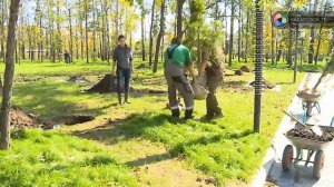 Кедровая аллея