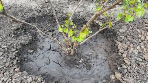 Виноград Молдова, Дюжина, София