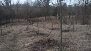 как задержать распускание почек на винограде.