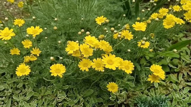 Коллекция растений с серебристой листвой. Сорта декор