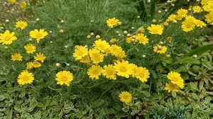 Коллекция растений с серебристой листвой. Сорта декор