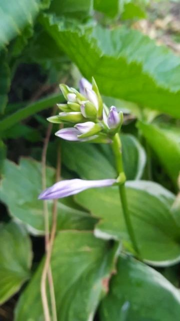 КРАСОТА УДАЧА ДАЧА (1) смотреть онлайн