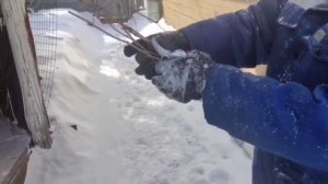 Как быстро размножить девичий виноград