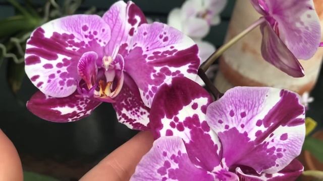 Короли и королевы июнь 2019. Цветение орхидей фаленопси? смотреть онлайн