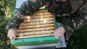 Качка мёда 2025