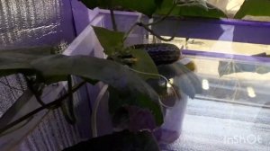 Огурец Шопа от Семена Алтая. Обзор на подоконнике.