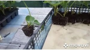 Упаковка и отправка саженцев клубники