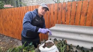 Урожай батата в мешках неожиданно удивил! Мы на такое ?