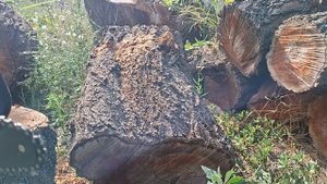 Аккумуляторная мини пила Procraft PKA36 обзор от мастера🔧