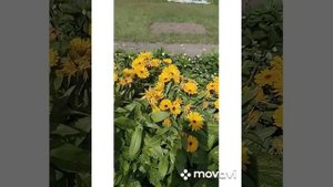 ЦВЕТЫ: ожидание и реальность. А вот КРОТОВ у нас не был?