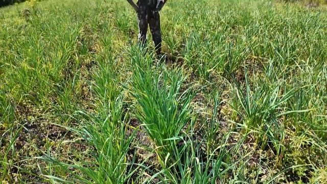 Вперёд, товарищи! На дачу! Выпуск от 03.06.25 смотреть онлайн