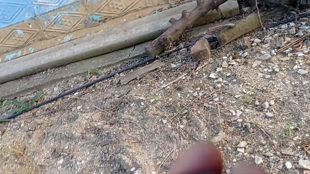 Плаэре Свит Триат ( Sweet Treat ) 18.07.2025 смотреть онлайн