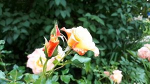 Роза Moonlight (Мунлайт) 🧡💚💖 Знакомство с новой розой 🌹