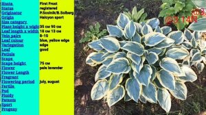 ☘️хоста First Frost#petrnovar #запорожье #hostas #хосты #First First#спр?