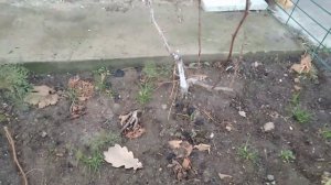 Как правильно посадить саженцы винограда осенью.