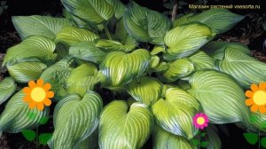 Хоста гибридная Авокадо. Краткий обзор, описание хара?