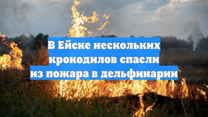В Ейске нескольких крокодилов спасли из пожара в дельфинарии
