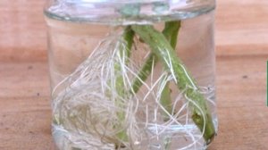 Зачем черенковать томаты осенью?