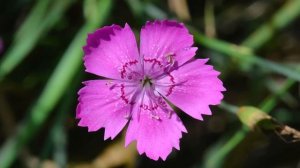 10 Растений из Красной Книги, Которые Могут Расти у Вас