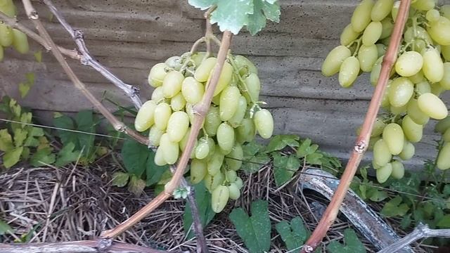 Виноград Джина , Дебют , Джонни в условиях Брянска . смотреть онлайн