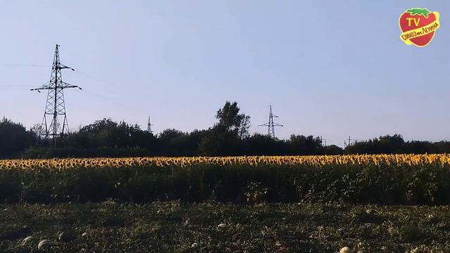 Кубанские арбузы для Грудинина и его коллектива АО «С? смотреть онлайн